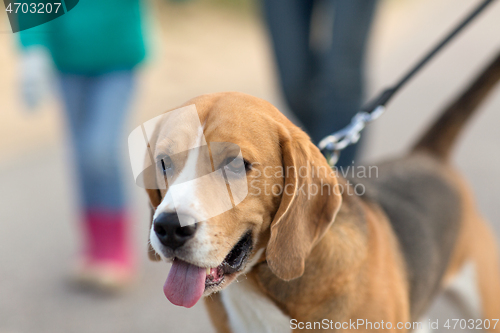 Image of close up of beagle dog on leash walking outdoors