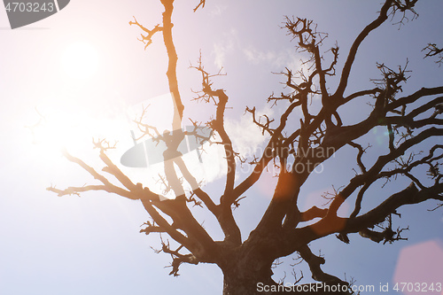 Image of Dry trees and sky