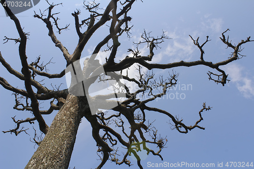 Image of Dry trees and sky