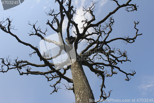 Image of Dry trees and sky