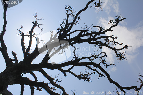 Image of Dry trees and sky