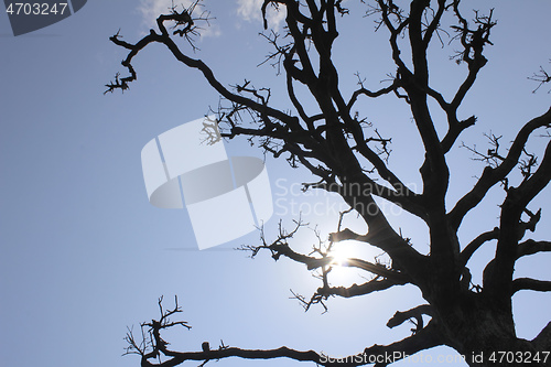 Image of Dry trees and sky