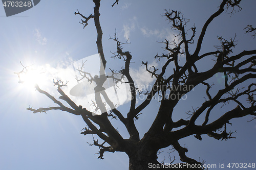 Image of Dry trees and sky
