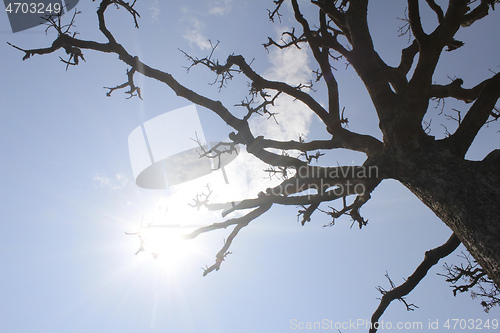 Image of Dry trees and sky