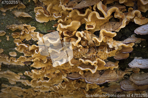 Image of crab-of-the-woods fungi detail