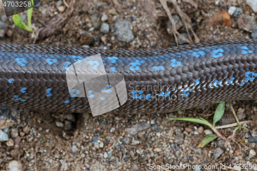 Image of macro shot of european blind worm