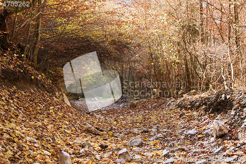 Image of vegetation tunnel on a mountain road