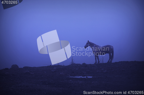 Image of feral horse at dawn