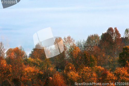 Image of golden forest in autumn