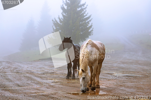 Image of horses in a foggy day