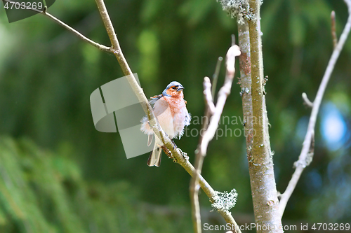 Image of male common chaffinch on branch