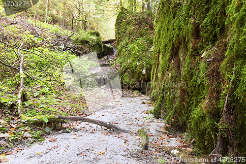 Image of footpath in Apuseni natural park