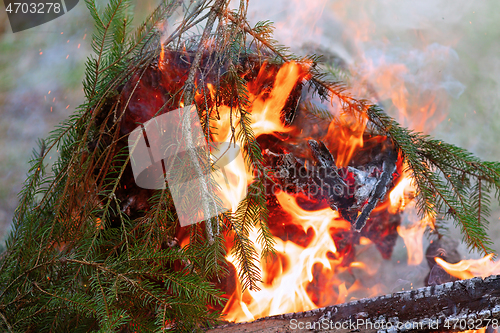 Image of spruce wood bonfire