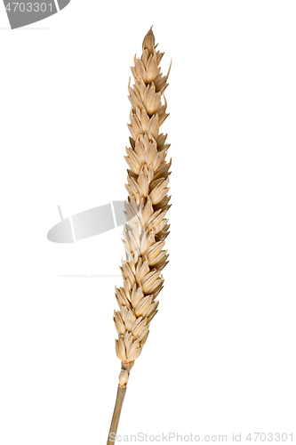 Image of wheat ear isolated