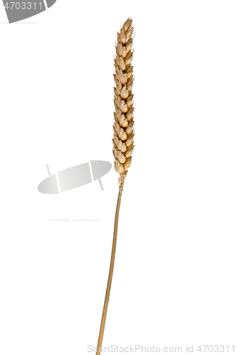 Image of wheat ear isolated