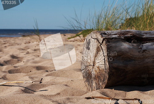 Image of Log on sand