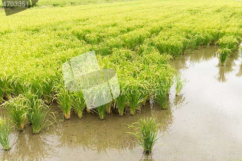 Image of Rice field