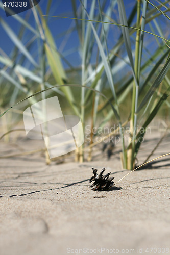 Image of Pine Cone