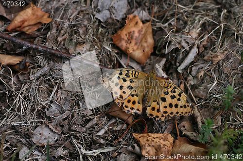 Image of brown butterfly