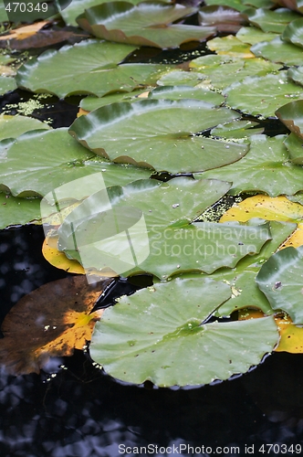 Image of Water lilies