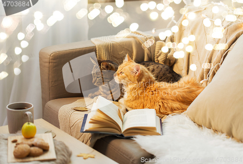 Image of two cats lying on sofa at home