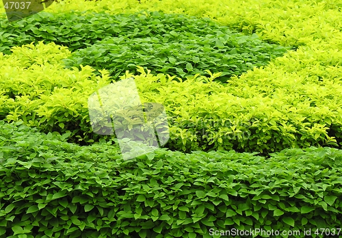 Image of green leaves