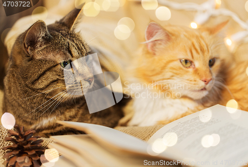 Image of two cats lying on sofa with book at home