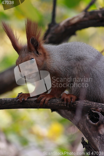 Image of squirrel