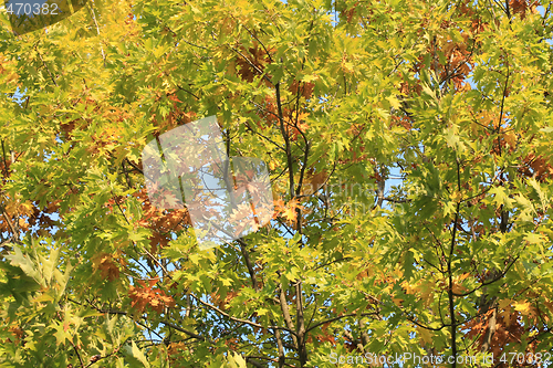 Image of Autumn foliage