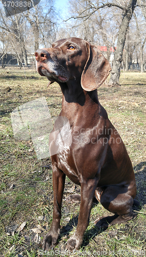 Image of German pointer sitting in the natural park