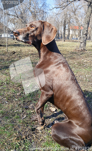 Image of German pointer sitting in the natural park