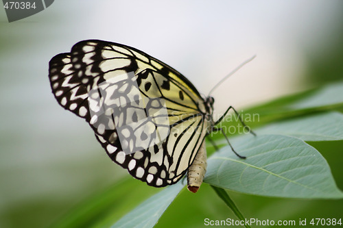 Image of Butterfly wings