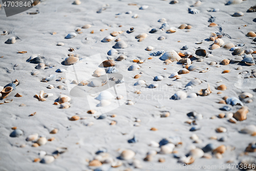 Image of Fullframe photo of the seashells on the coast of Atlantic Ocean