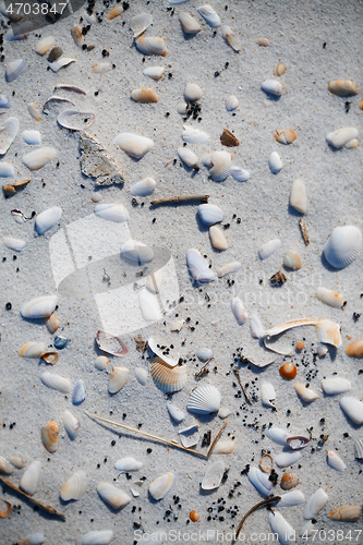 Image of Fullframe photo of the seashells on the coast of Atlantic Ocean