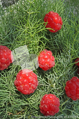 Image of Raspberry on the fennel