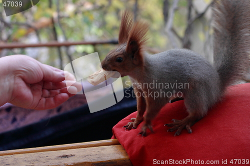 Image of Squirrel