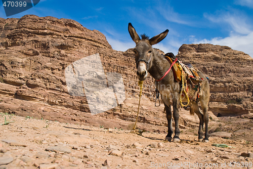 Image of Donky in the mountain