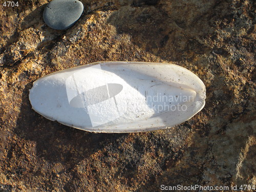 Image of Lonely sea shell