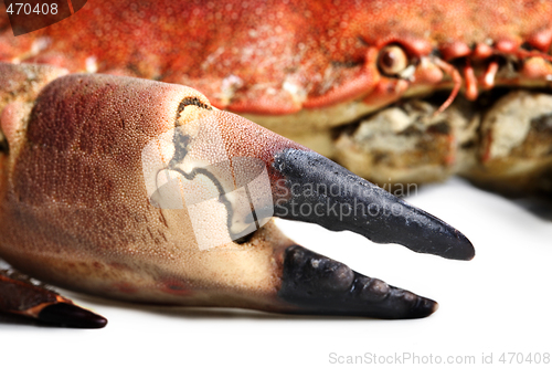 Image of crab shot on a white backdrop