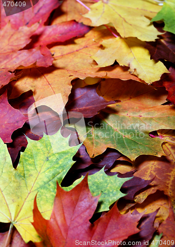 Image of Leaves of autumn