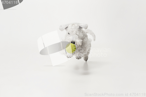 Image of West Highland White Terrier sitting against white background