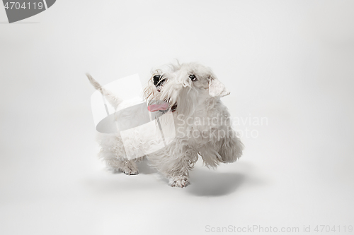 Image of West Highland White Terrier sitting against white background