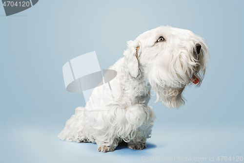 Image of West Highland White Terrier sitting against white background