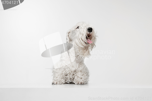 Image of West Highland White Terrier sitting against white background