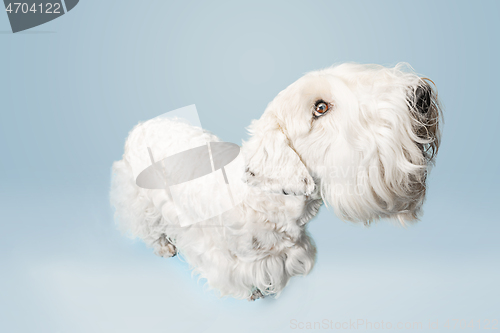 Image of West Highland White Terrier sitting against white background