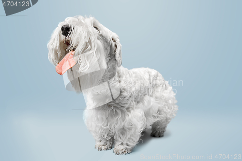 Image of West Highland White Terrier sitting against white background