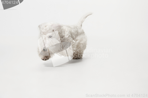 Image of West Highland White Terrier sitting against white background