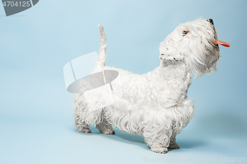 Image of West Highland White Terrier sitting against white background