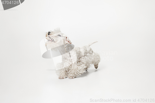 Image of West Highland White Terrier sitting against white background