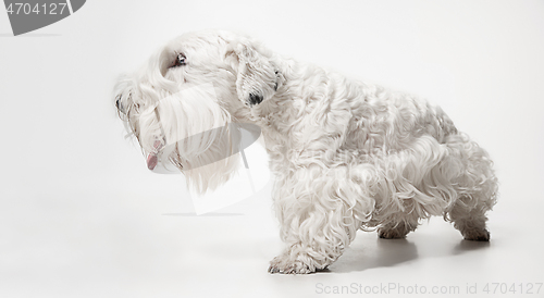 Image of West Highland White Terrier sitting against white background